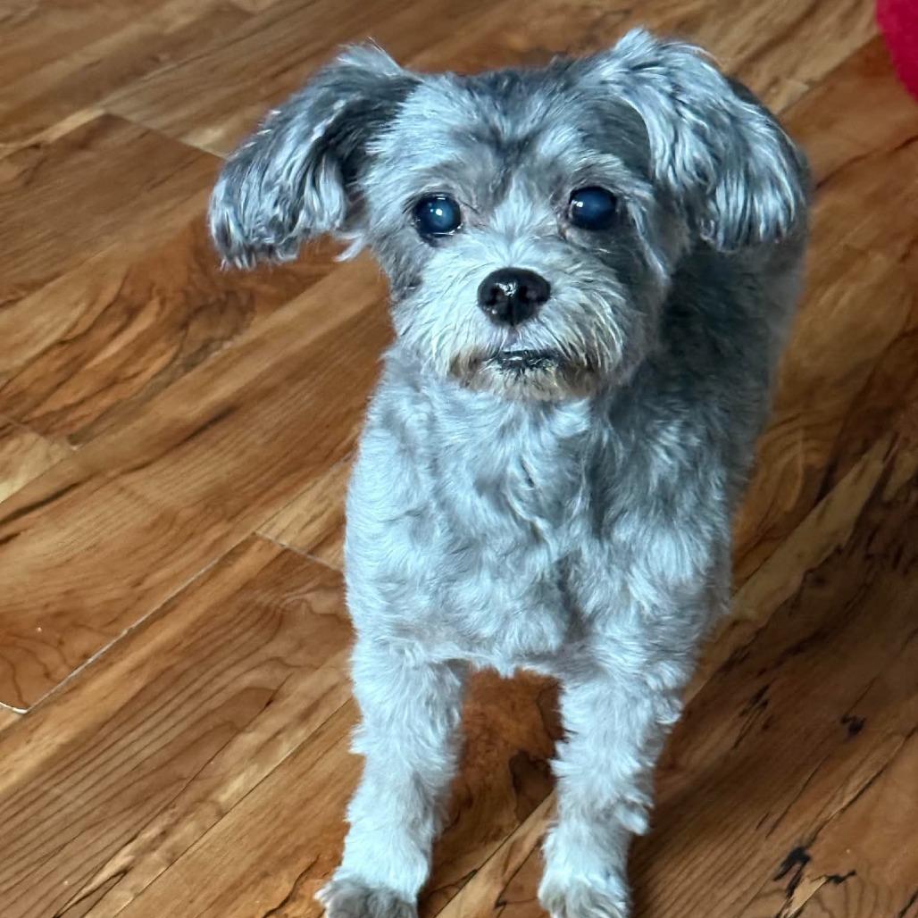 Enlarge Chewy, a Adoptable Shih Tzu in Rochester, MN image 2/2