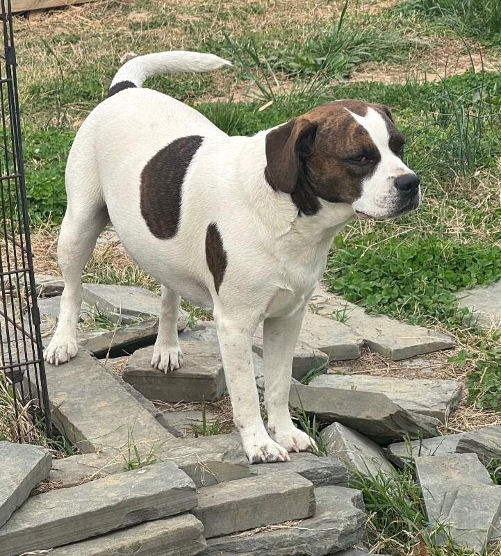 Enlarge Rainbow, a Adoptable mixed breed in Partlow, VA image 2/5