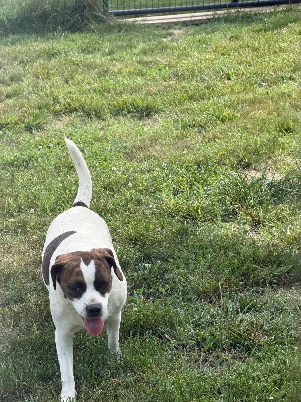 Enlarge Rainbow, a Adoptable mixed breed in Partlow, VA image 3/6