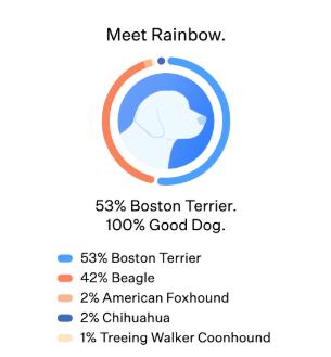 Enlarge Rainbow, a Adoptable mixed breed in Partlow, VA image 3/5
