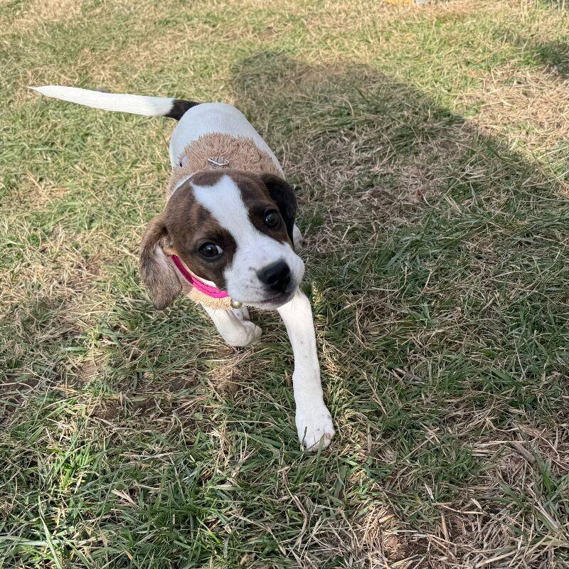 Enlarge Rainbow, a Adoptable mixed breed in Partlow, VA image 4/5