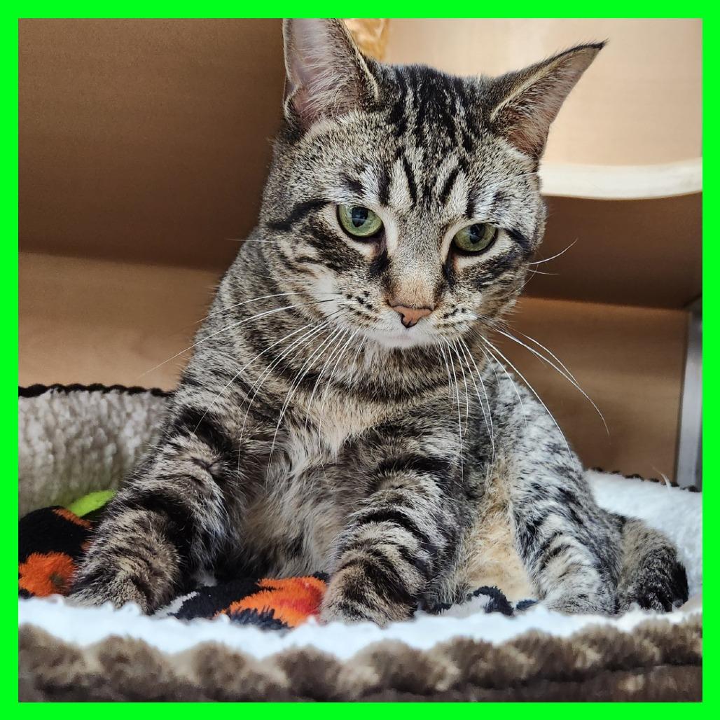 Bubs, Adoptable, Adult Male Domestic Short Hair.