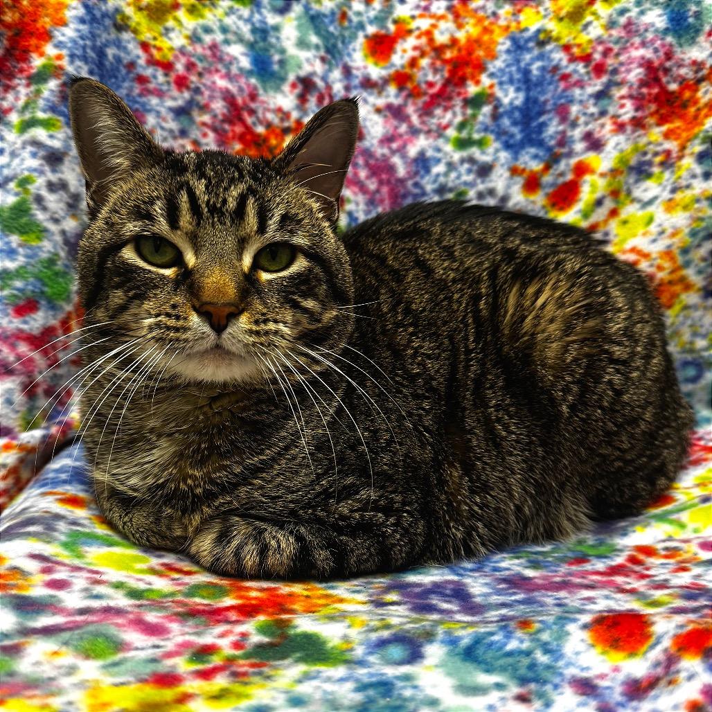 Bubs, Adoptable, Adult Male Domestic Short Hair.