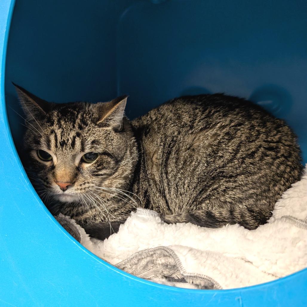 Bubs, a Adoptable Domestic Short Hair in Brookfield, WI image 1/2