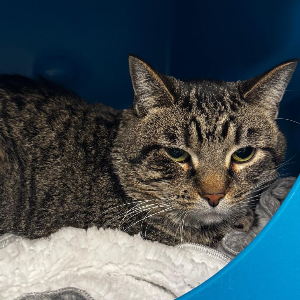 Bubs, a Adoptable Domestic Short Hair in Brookfield, WI image 2/2