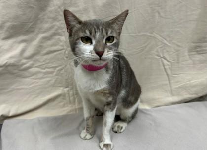 Enlarge Berrymore, a Adoptable Domestic Short Hair in Boulder, CO image 1/1