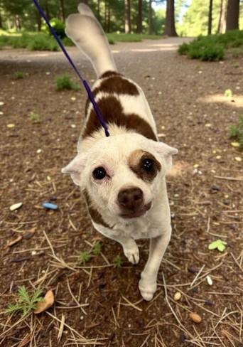 Enlarge Spud , an adopted Chihuahua in Des Moines, WA image 5/6