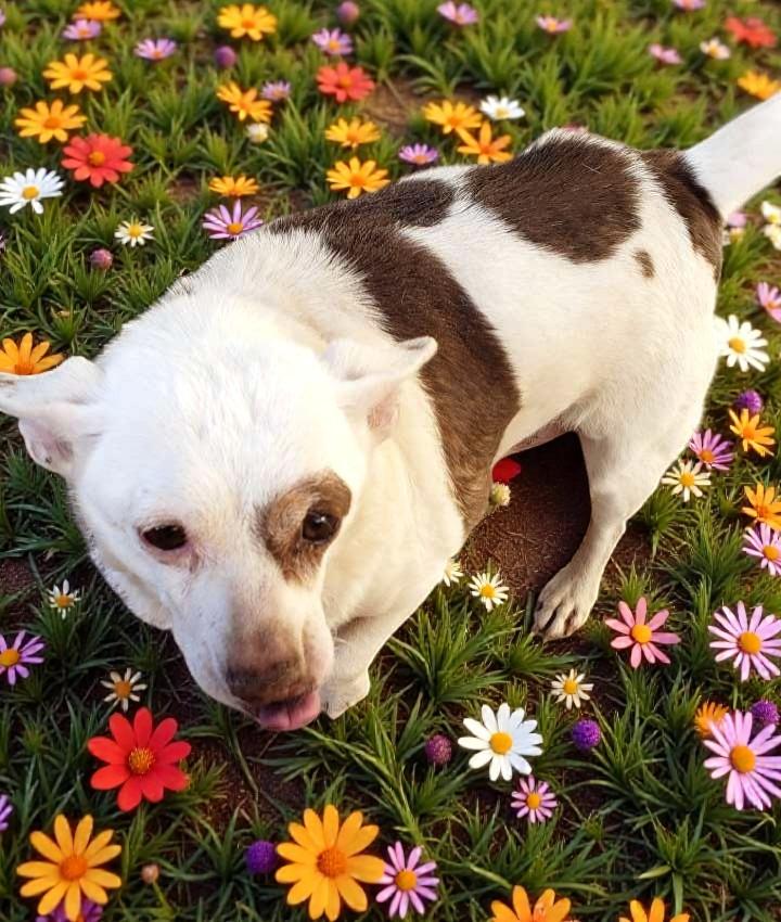 Enlarge Spud , an adopted Chihuahua in Des Moines, WA image 4/6