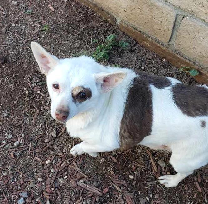 Enlarge Spud , an adopted Chihuahua in Des Moines, WA image 1/6