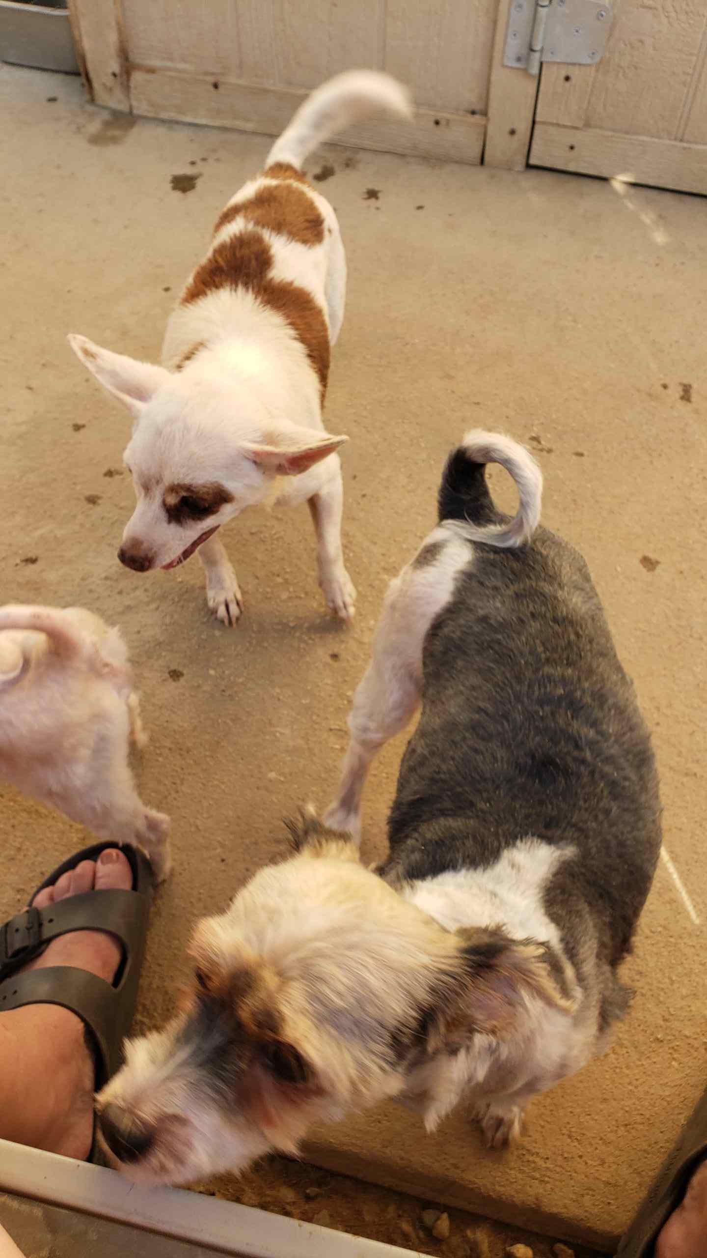 Enlarge Spud , an adopted Chihuahua in Des Moines, WA image 6/6