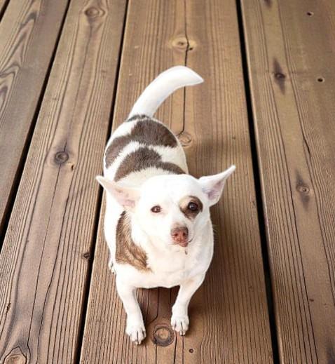 Enlarge Spud , an adopted Chihuahua in Des Moines, WA image 2/6
