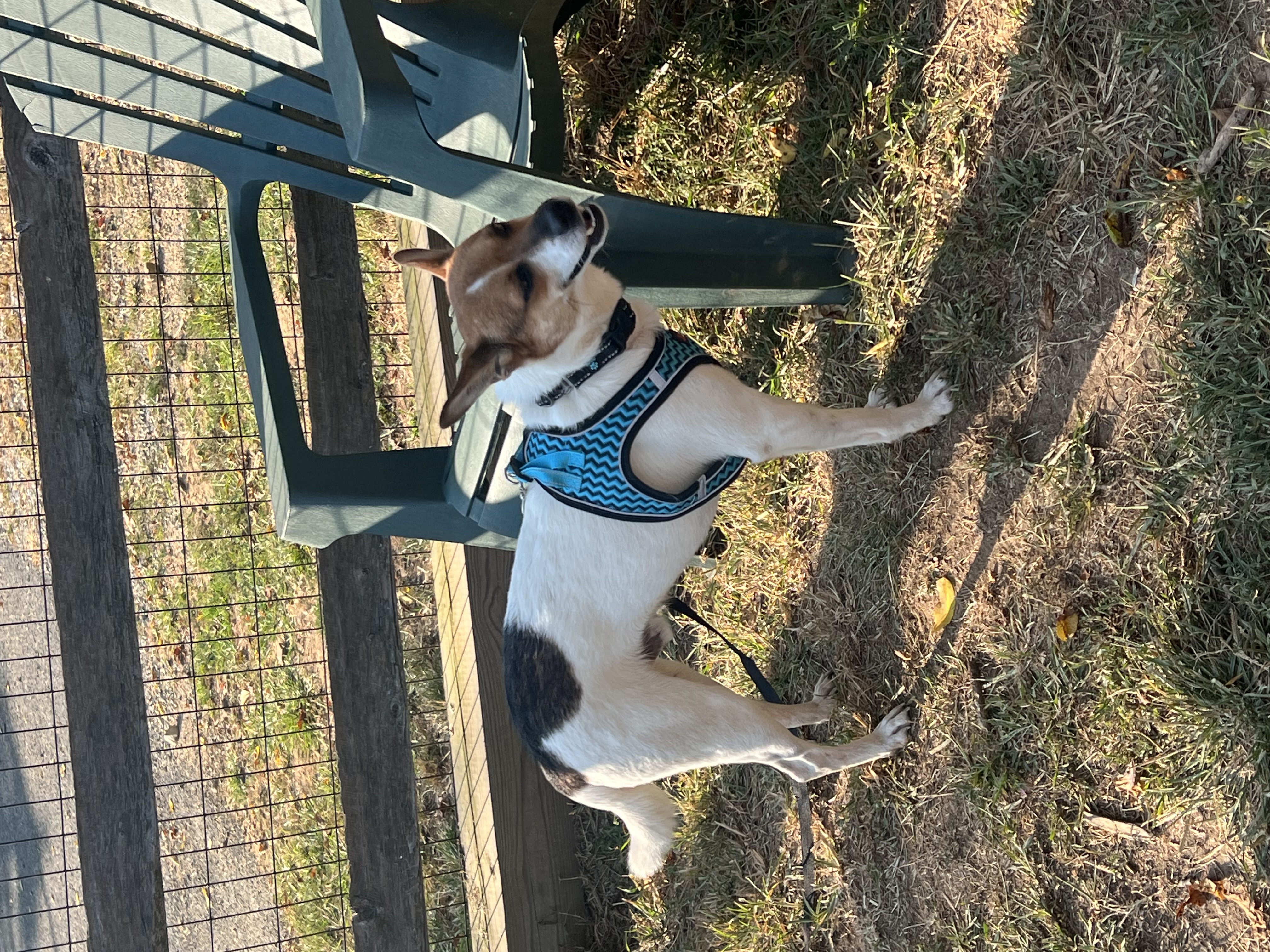 Dog for adoption Max, a Rat Terrier Mix in Avondale, PA Petfinder