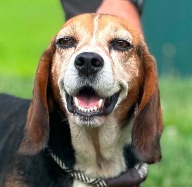 Cupcake, ADOPTABLE, Senior Female Beagle.