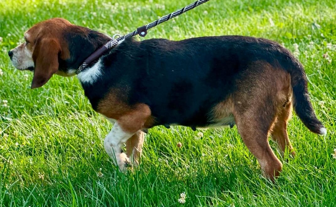 Enlarge Cupcake, a ADOPTABLE Beagle in Millfield, OH image 4/4
