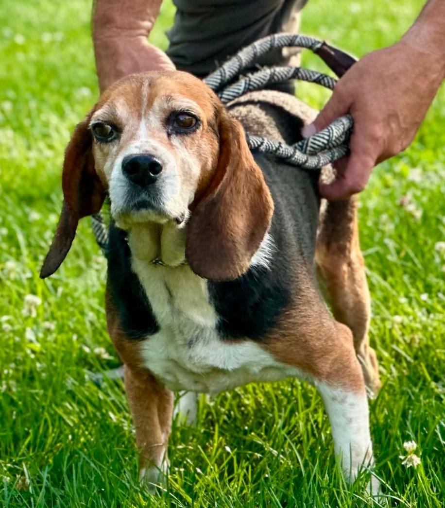 Enlarge Cupcake, a ADOPTABLE Beagle in Millfield, OH image 3/4