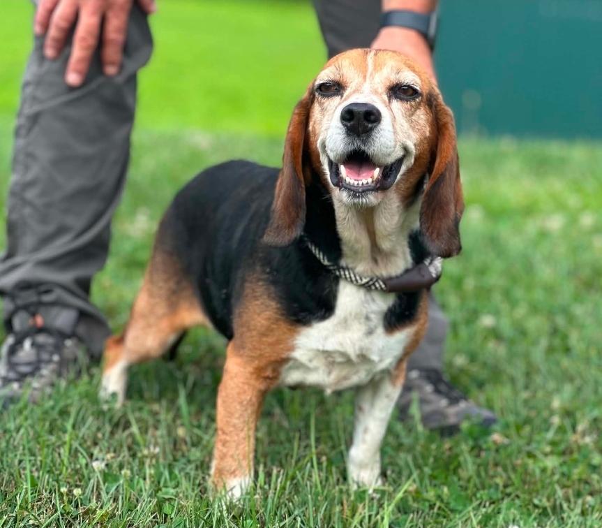 Enlarge Cupcake, a ADOPTABLE Beagle in Millfield, OH image 2/4