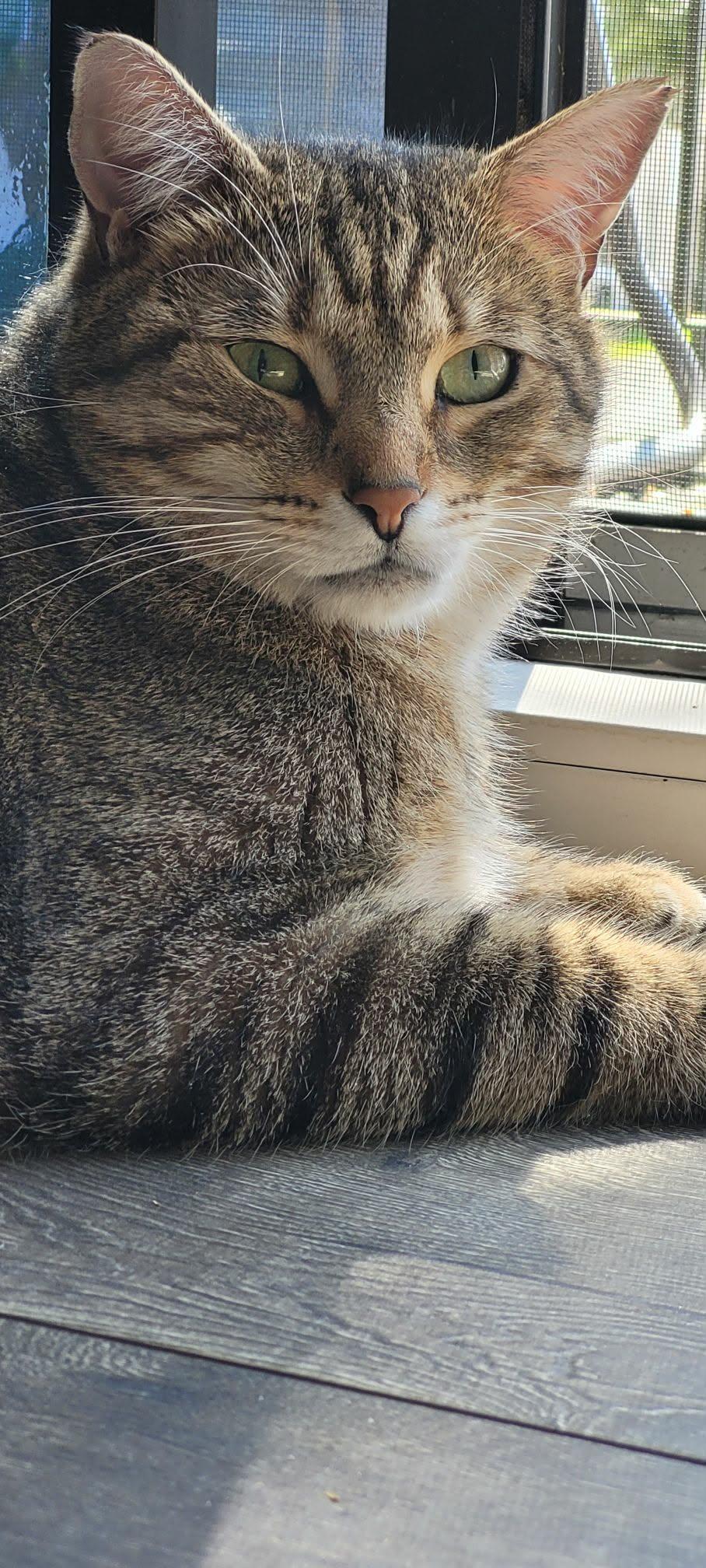 Mr. Bean’s , ADOPTABLE, Adult Male Domestic Short Hair.