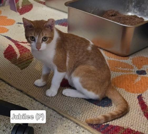 Jubilee, Adoptable, Young Female Domestic Short Hair.