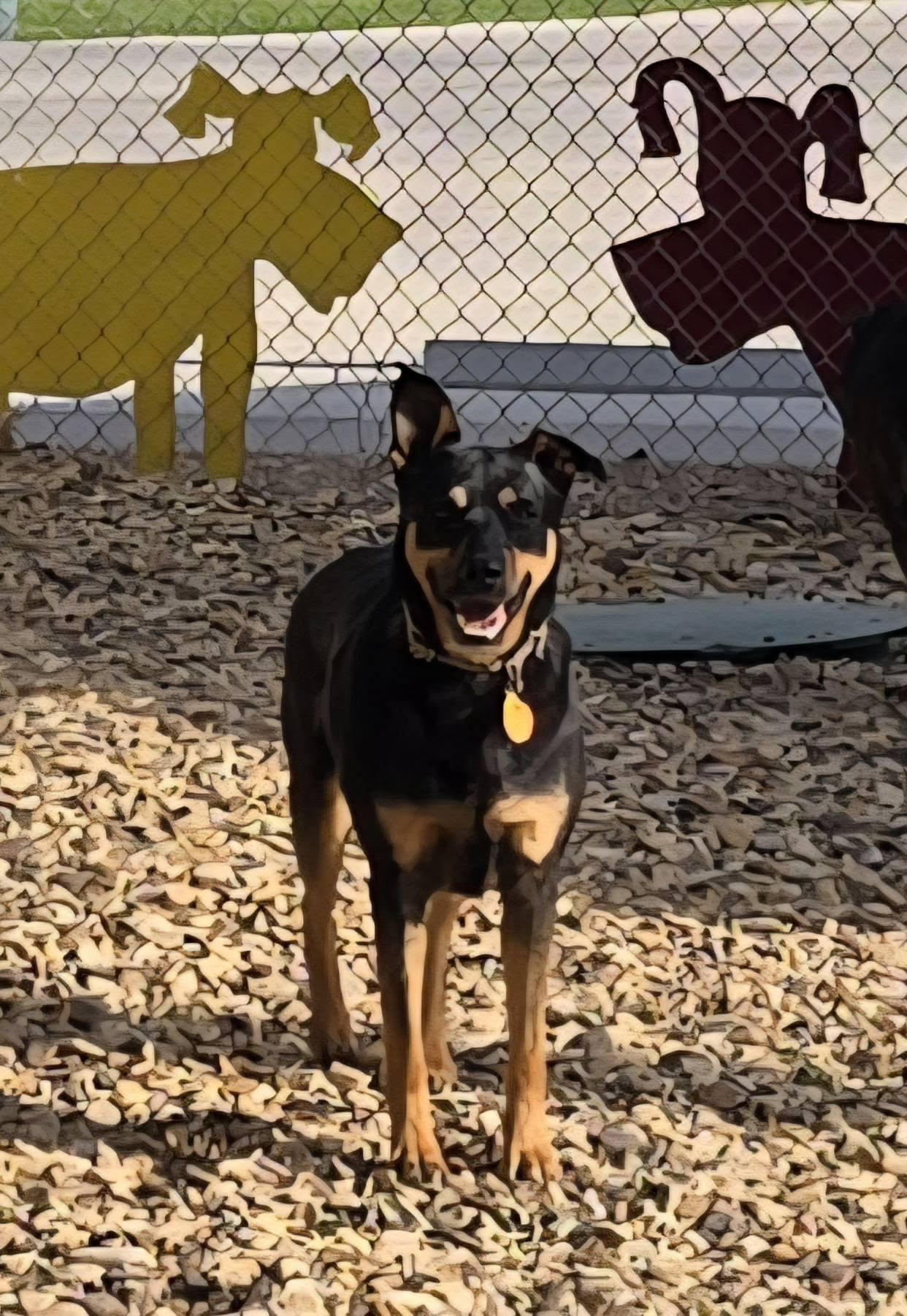 Lady, a ADOPTABLE mixed breed in Sterling, KS image 2/2