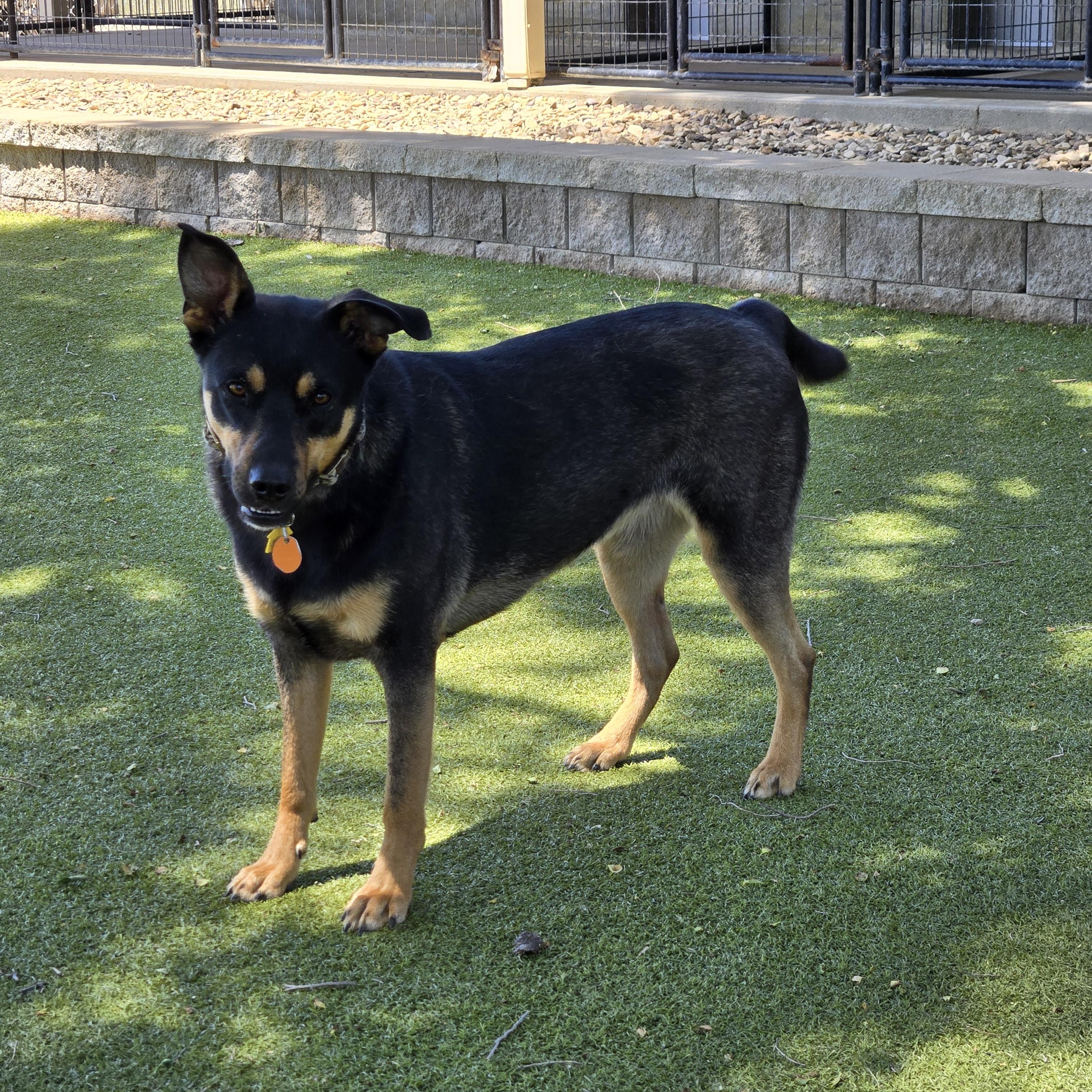 Lady, ADOPTABLE, Adult Female German Shepherd Dog.