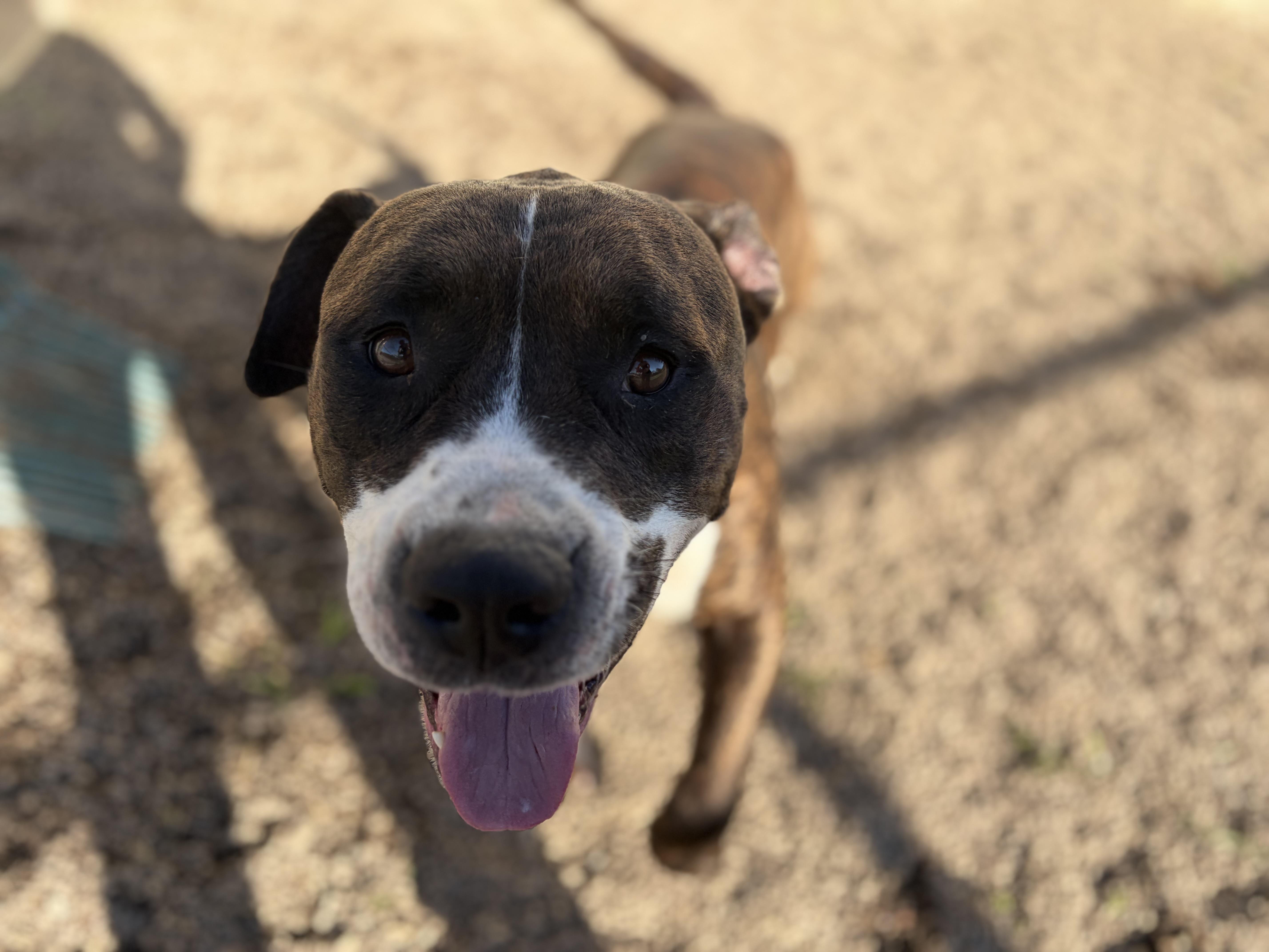 Bill, Adoptable, Adult Male Terrier.