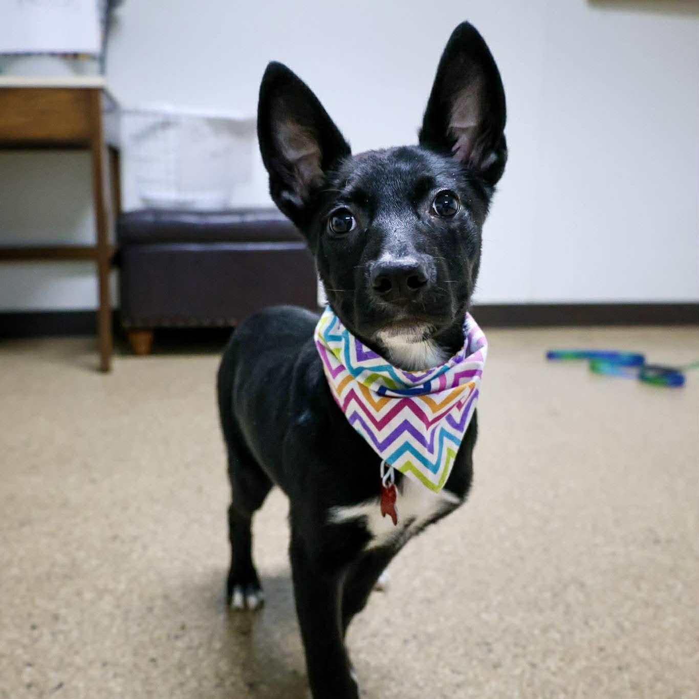 Enlarge Chevron, an adopted mixed breed in Valparaiso, IN image 2/2