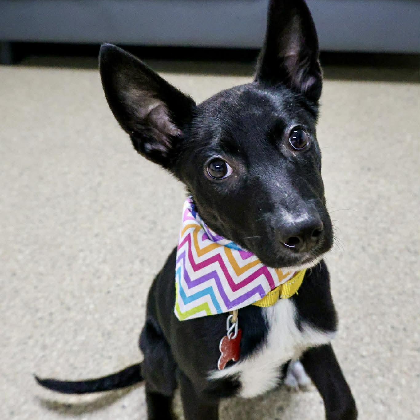 Enlarge Chevron, an adopted mixed breed in Valparaiso, IN image 1/2