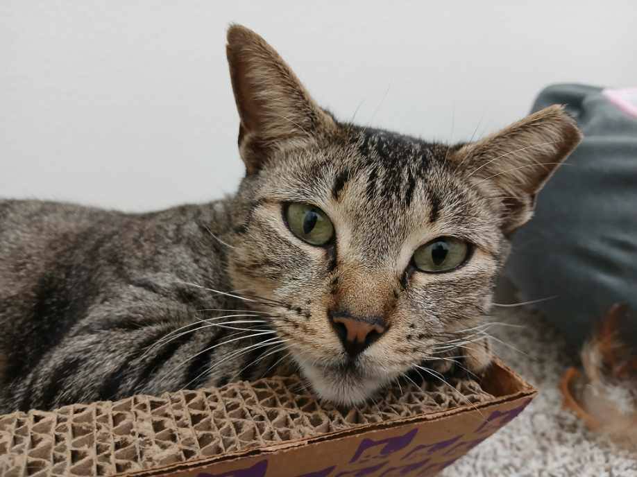 Lizzy - North Conroe Petsmart, a Adoptable mixed breed in Conroe, TX image 1/2