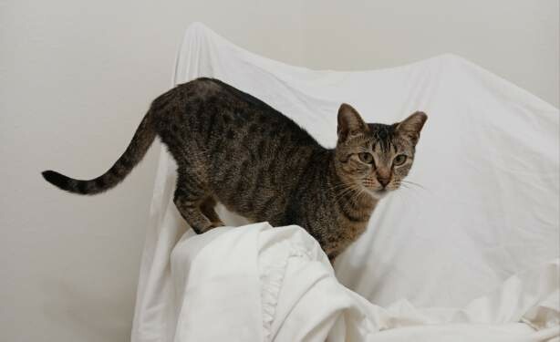 Lizzy - North Conroe Petsmart, a Adoptable mixed breed in Conroe, TX image 2/2