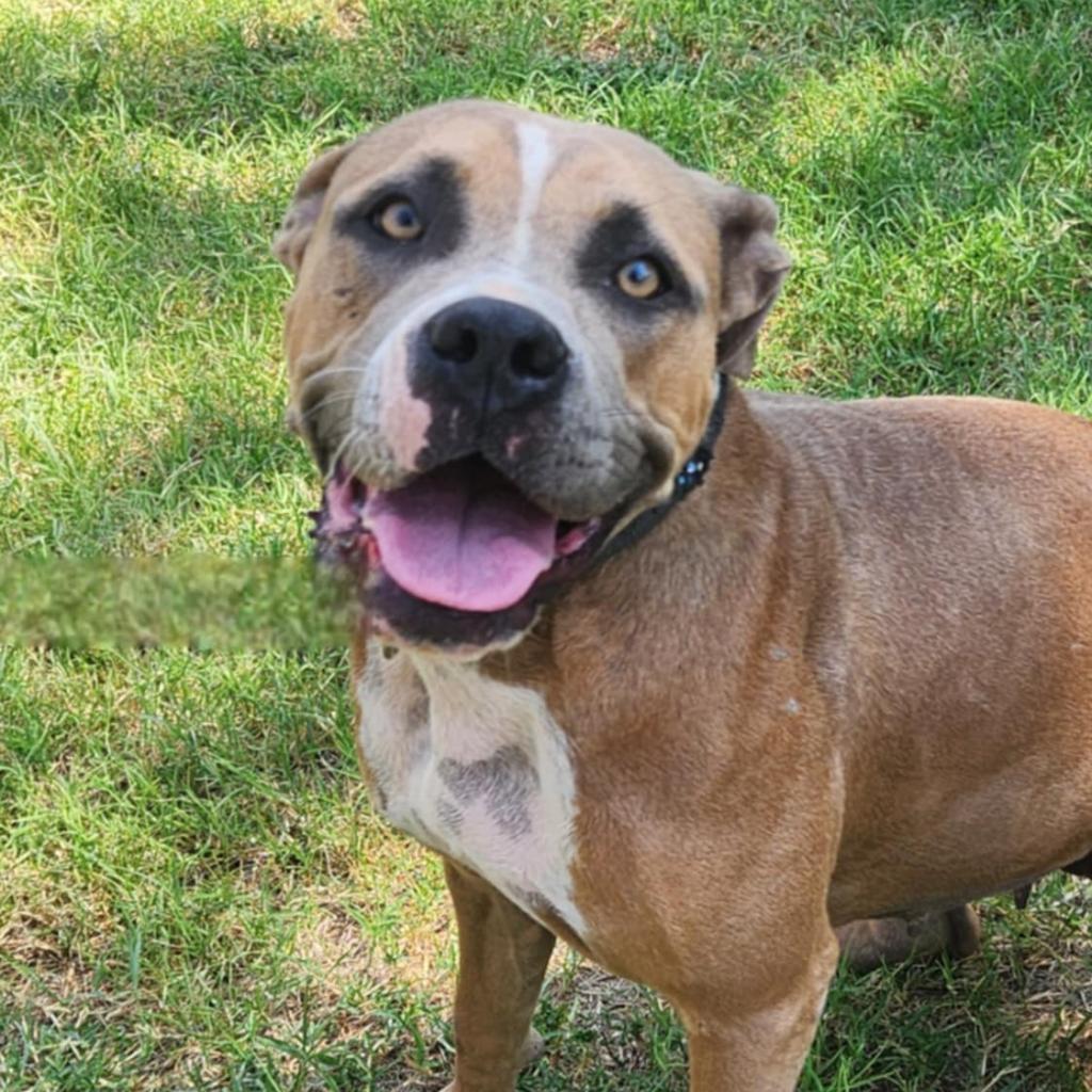 Grace JuM, Adult Female Pit Bull Terrier
