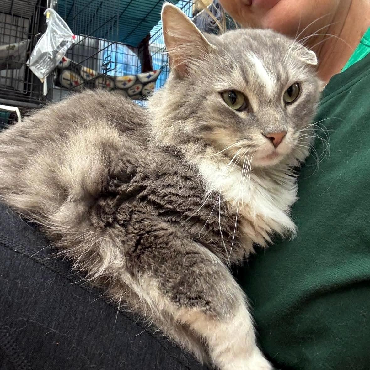 Enlarge Ramsey, a Adopted Domestic Long Hair in Pittsburgh, PA image 3/5
