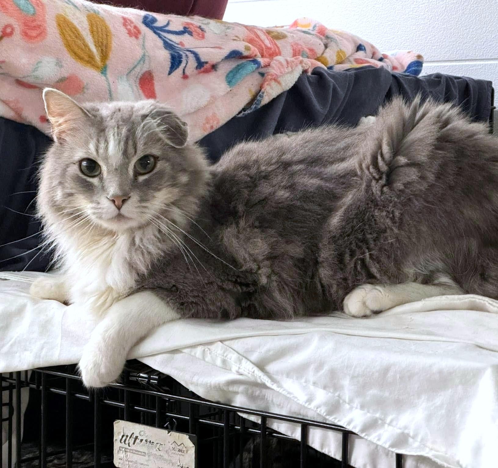 Enlarge Ramsey, a Adopted Domestic Long Hair in Pittsburgh, PA image 4/5