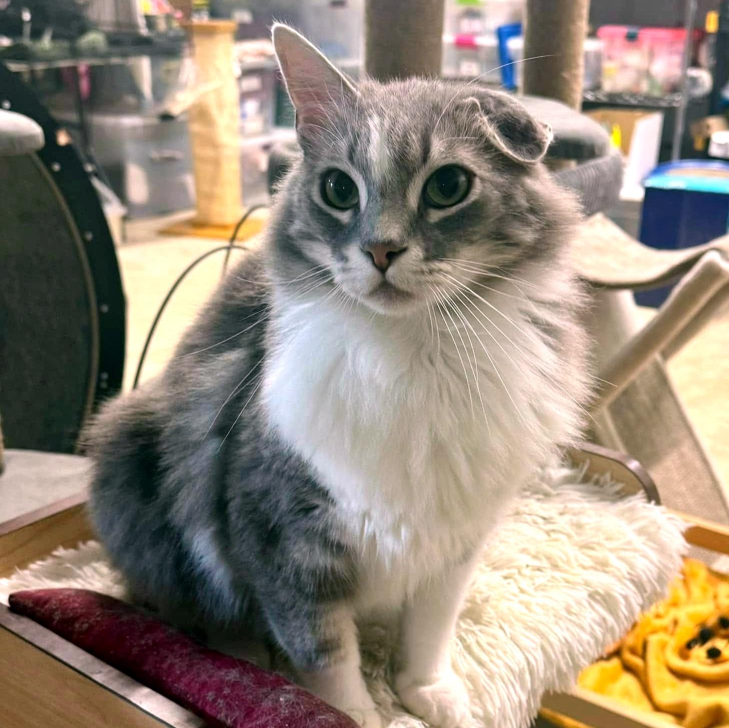 Enlarge Ramsey, a Adopted Domestic Long Hair in Pittsburgh, PA image 5/5