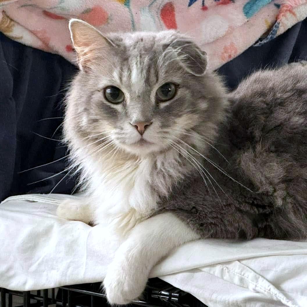 Ramsey, Adopted, Adult Male Domestic Long Hair.