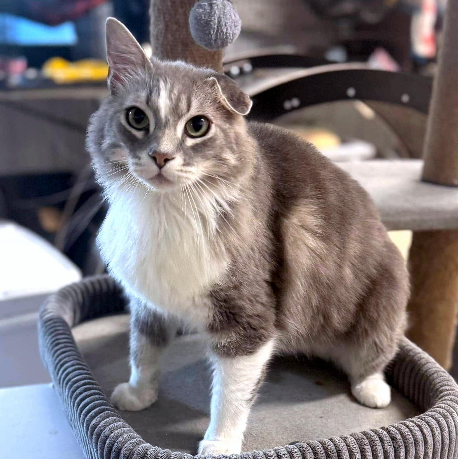 Enlarge Ramsey, a Adopted Domestic Long Hair in Pittsburgh, PA image 2/5