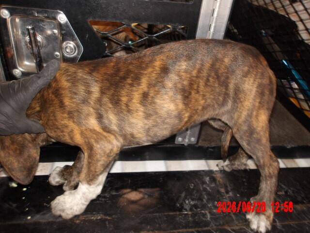 Petunia, a Adoptable Mixed Breed in Hobbs, NM image 1/5