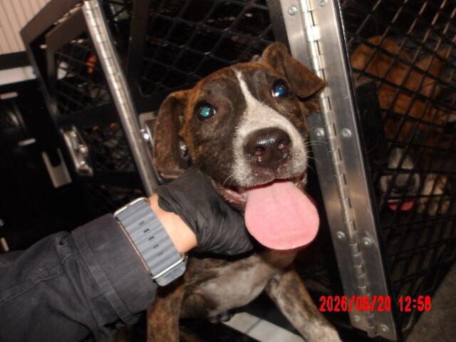 Petunia, a Adoptable Mixed Breed in Hobbs, NM image 2/5