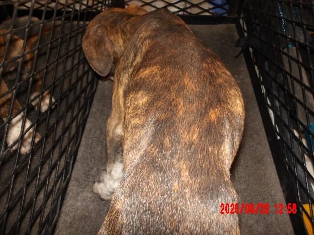 Petunia, a Adoptable Mixed Breed in Hobbs, NM image 3/5