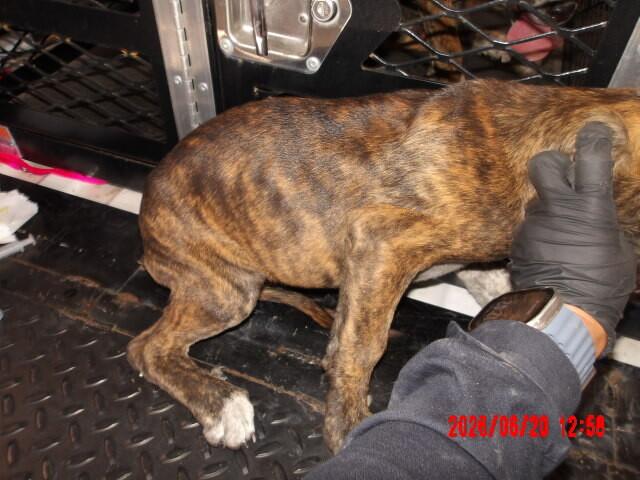 Petunia, a Adoptable Mixed Breed in Hobbs, NM image 4/5