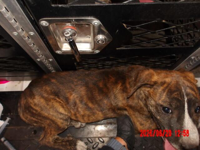 Petunia, a Adoptable Mixed Breed in Hobbs, NM image 5/5