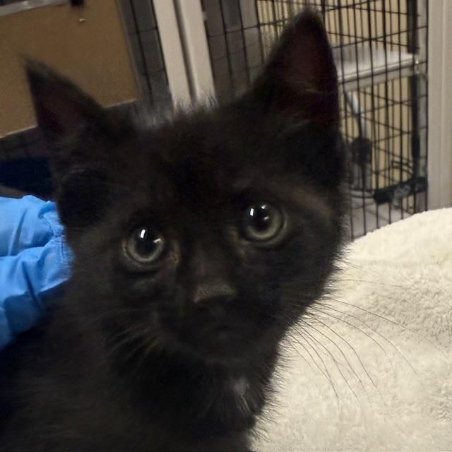 Coral, Adopted, Young Female Domestic Medium Hair.