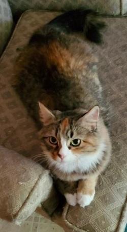 Belle - Adopted!, Adopted, Young Female Calico & Tortoiseshell.