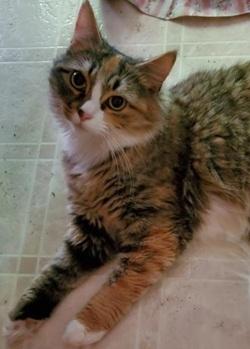 Enlarge Belle - Adopted!, a Adopted mixed breed in Raleigh, NC image 2/2