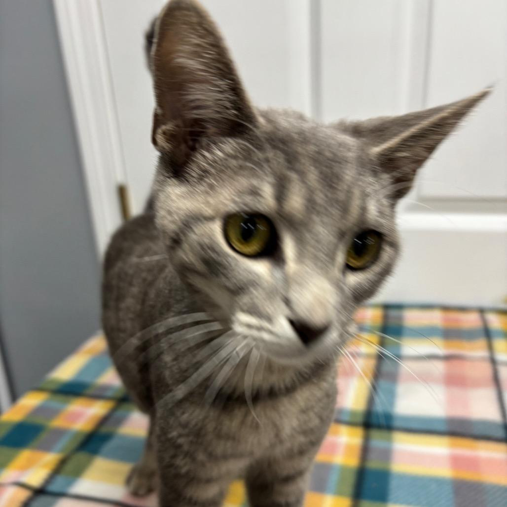 Chips, Adoptable, Young Male Domestic Short Hair.