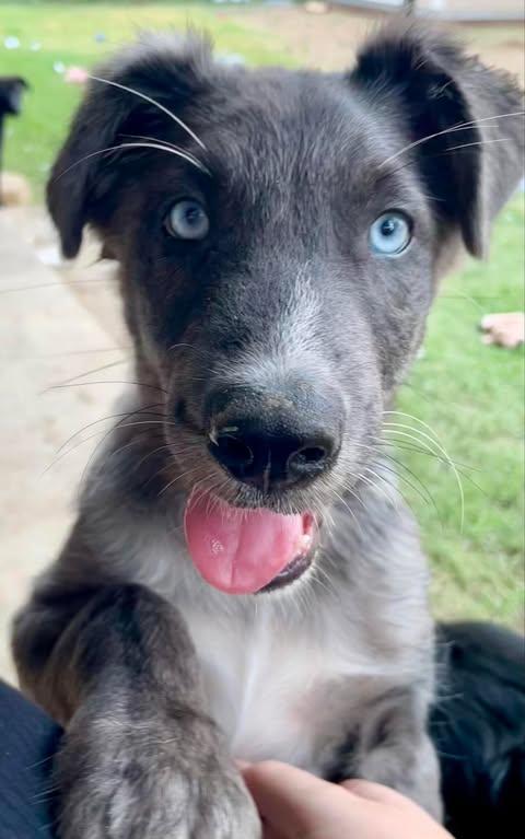 Frankie Blue, Baby Male unknown