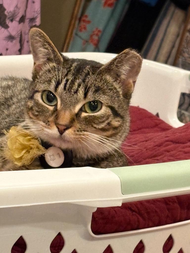 Enlarge Catherine-Pending Adoption / Meredith- Pending Adoption, a Adoptable mixed breed in Minneapolis, MN image 2/4