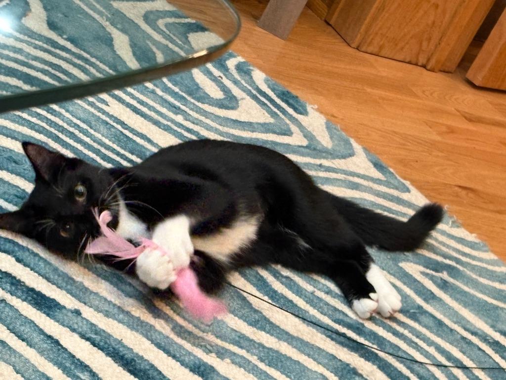 Enlarge Catherine / Meredith, a Adoptable mixed breed in Minneapolis, MN image 2/4