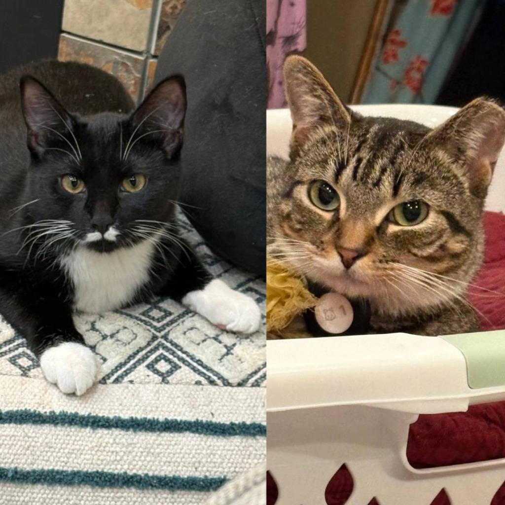 Catherine-Pending Adoption / Meredith- Pending Adoption, Adoptable, Young Female Domestic Short Hair.