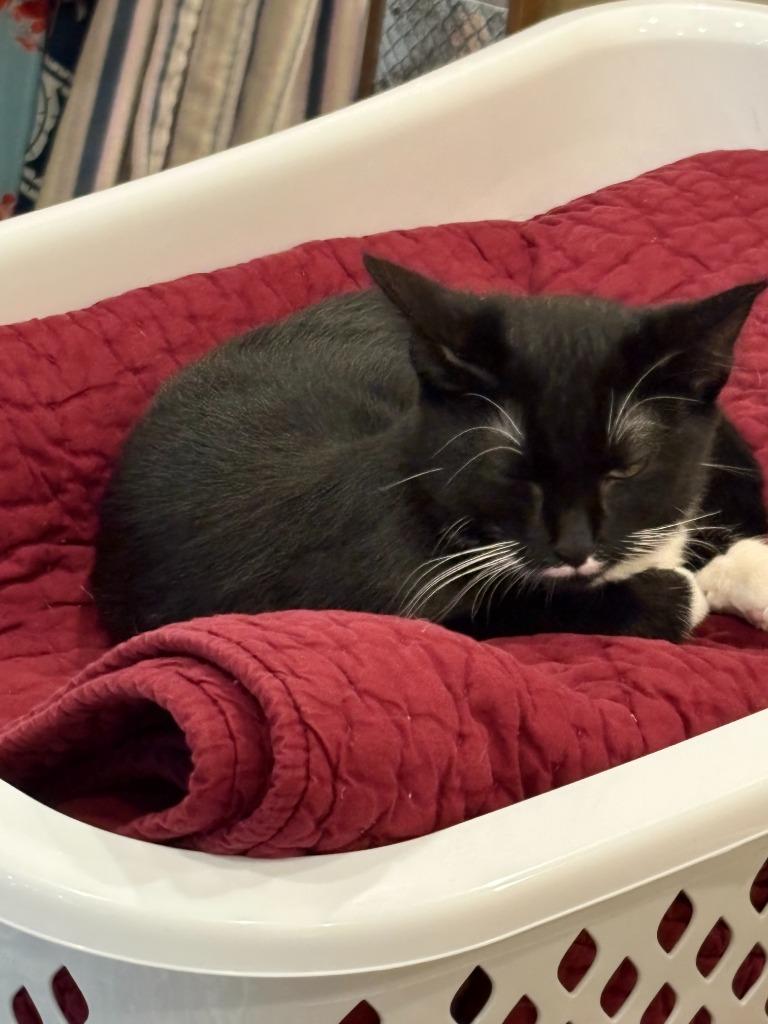 Enlarge Catherine-Pending Adoption / Meredith- Pending Adoption, a Adoptable mixed breed in Minneapolis, MN image 4/4