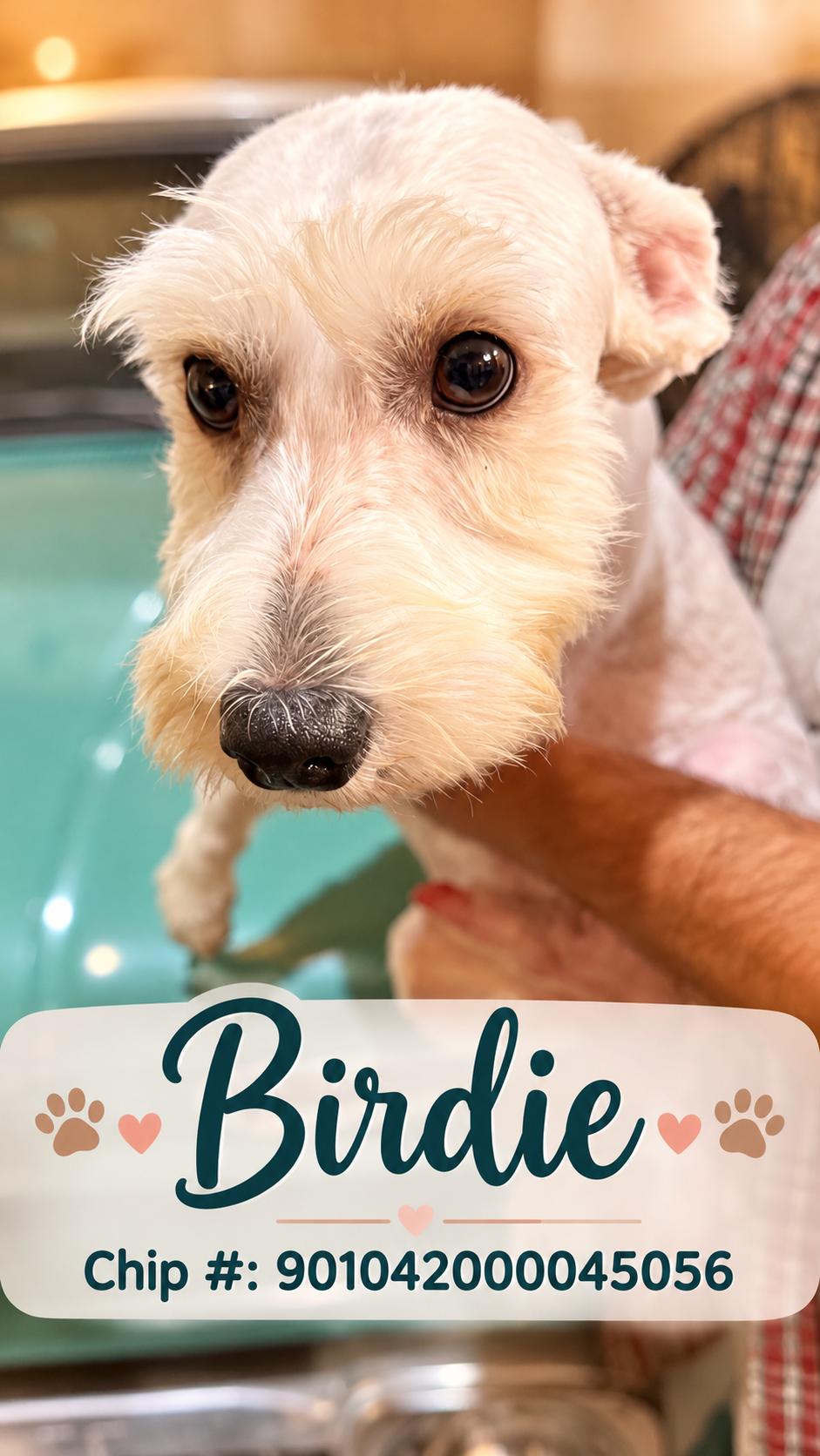 Enlarge Birdie, a Adoptable Miniature Schnauzer in Schenectady, NY image 2/2
